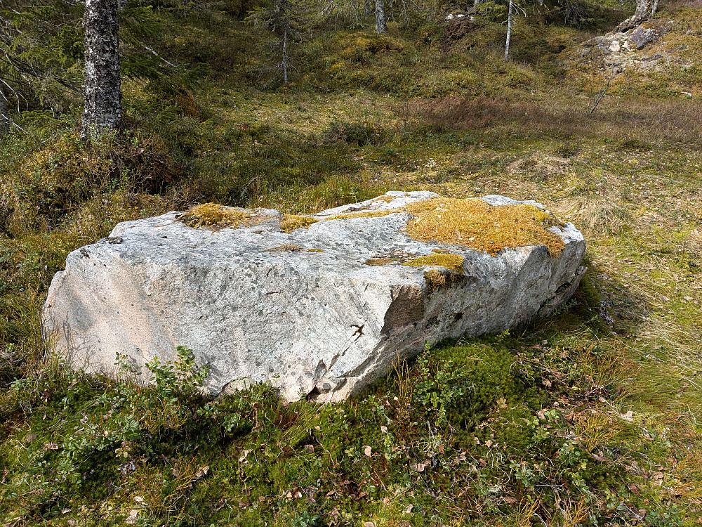 Ekornes i naturen