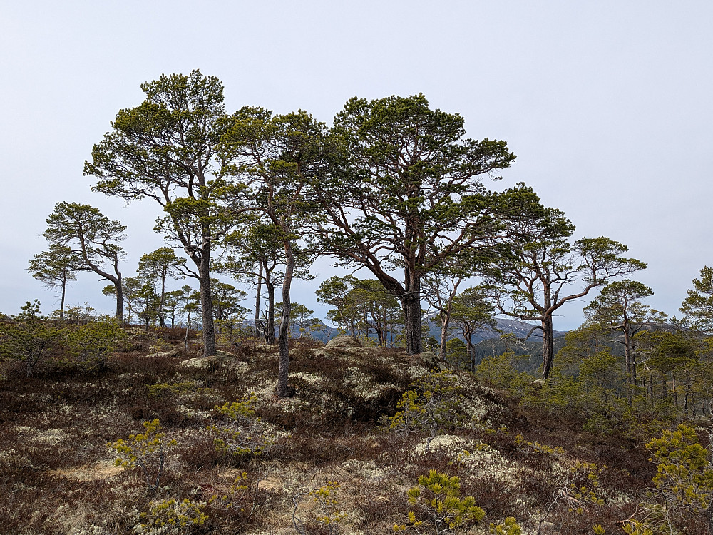 Vesteråsen