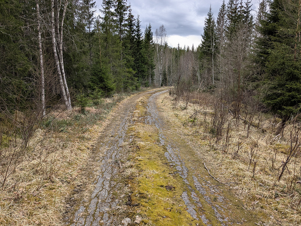 Asfalten på gammelveien til Bangsund overtas av naturen