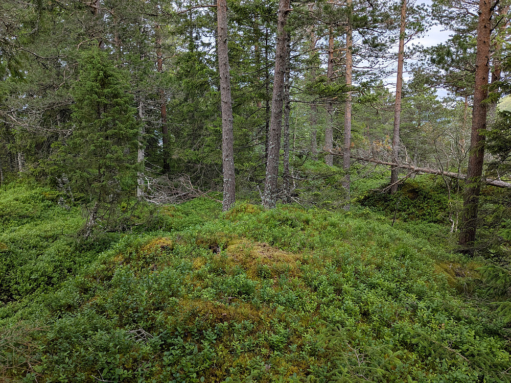 Toppen av Grenneåsen