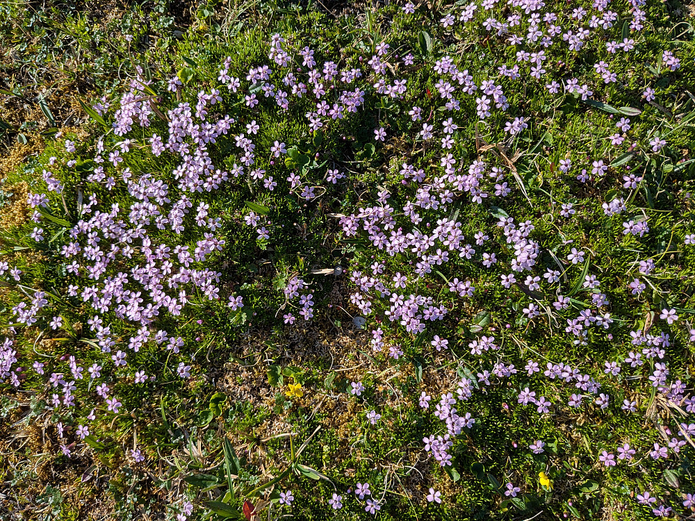 Blomster