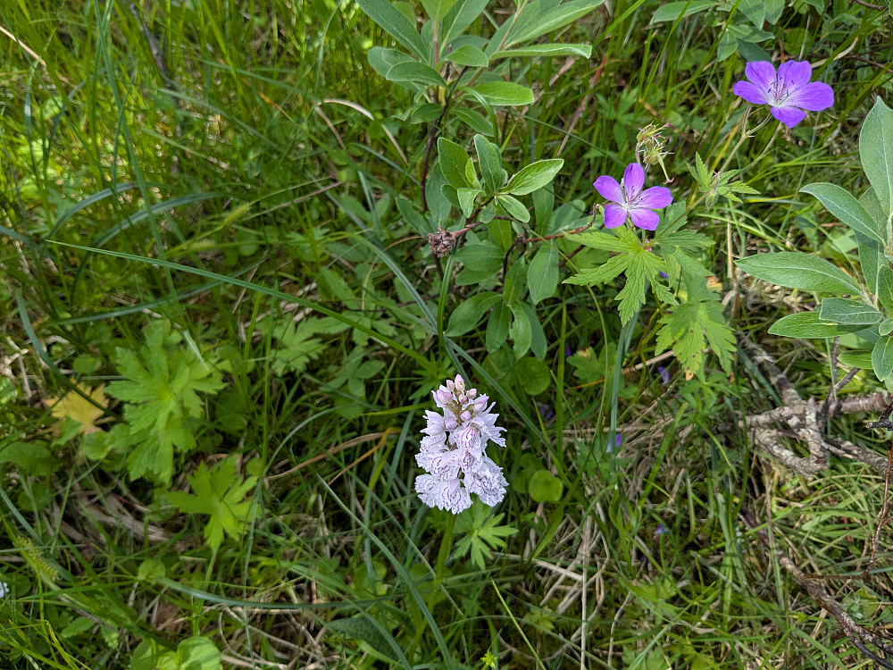 Blomster