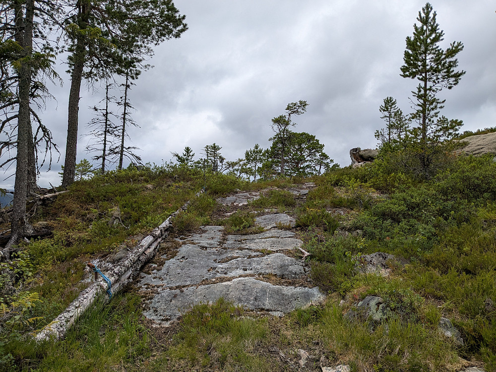 Flott kjerreveg
