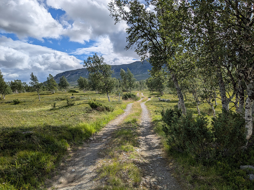En flott setervei i starten