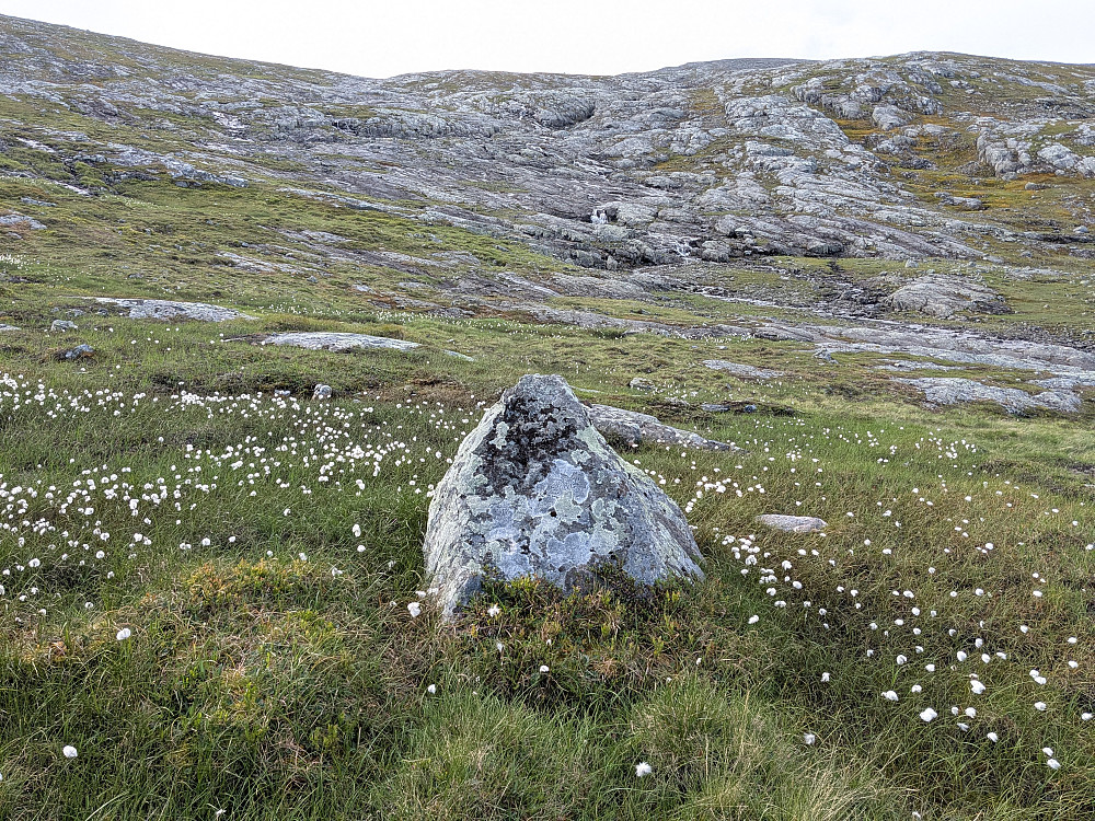 Lettgått terreng mot Øfjellet