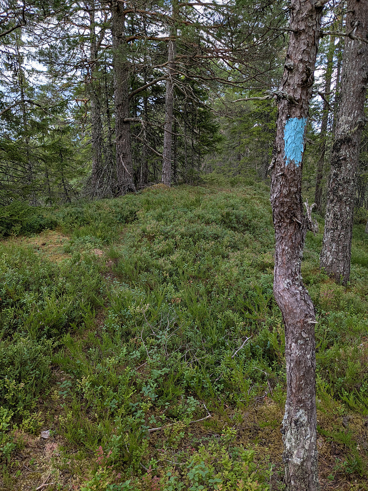 Blåmerket sti. Gikk ikke helt til toppen