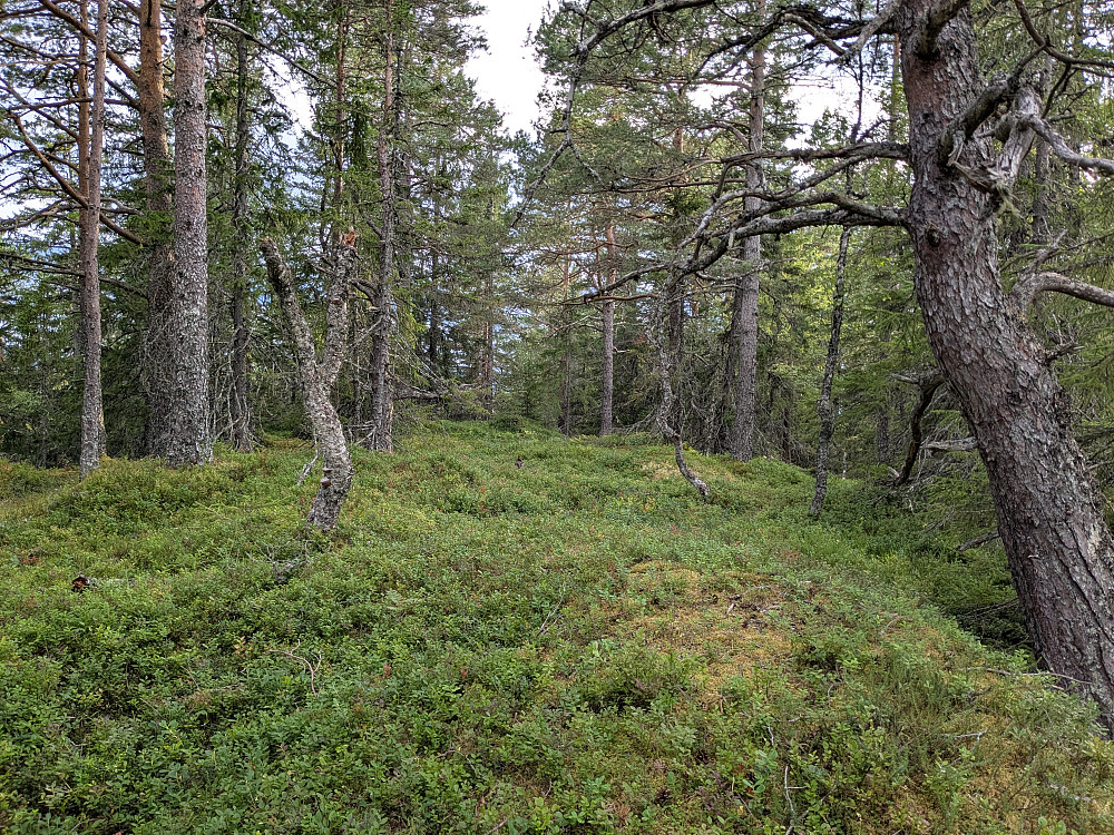 Toppen av Beistadsnauen