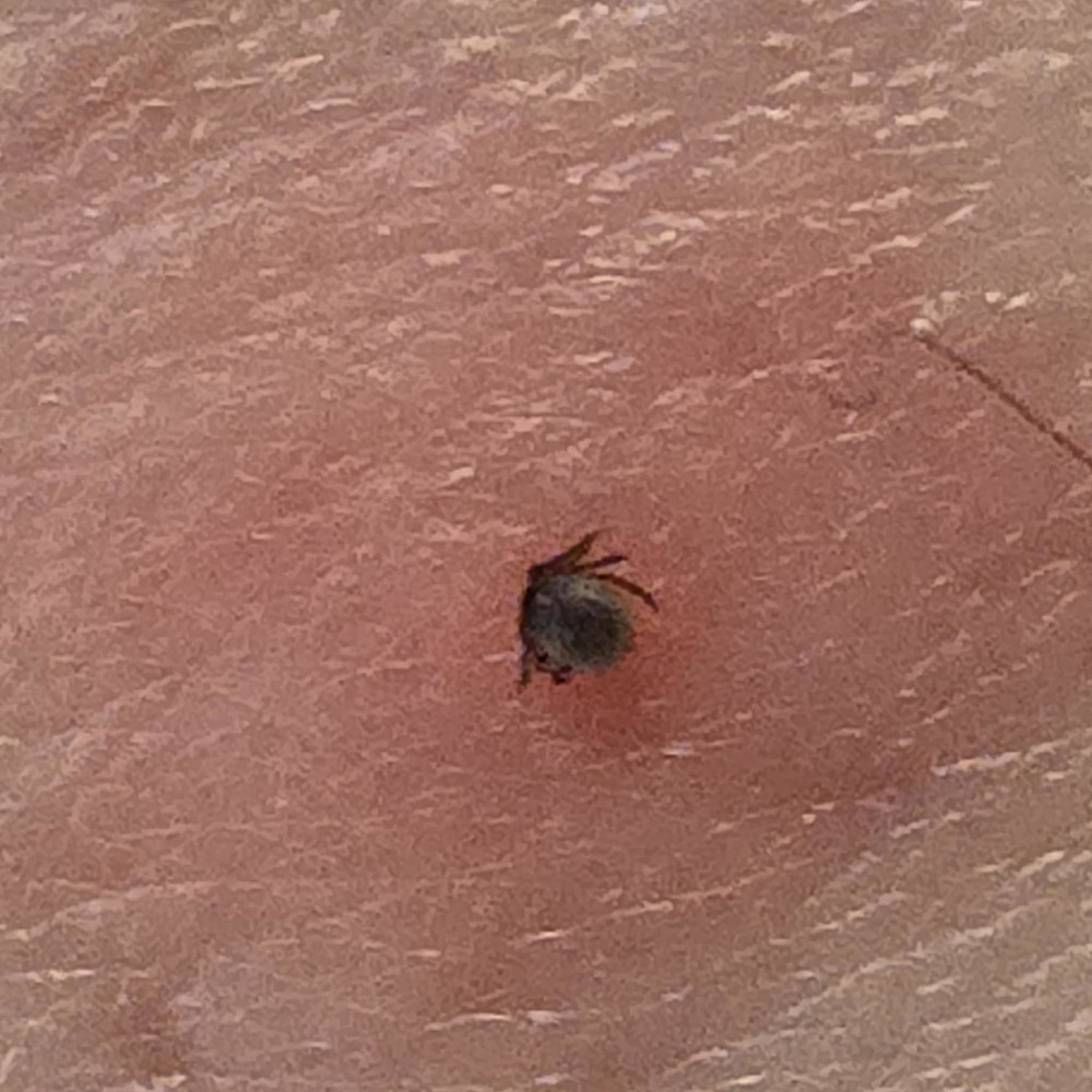En flått suger blod etter turen. 