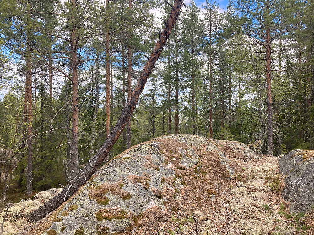 Skagnestjernhøgda