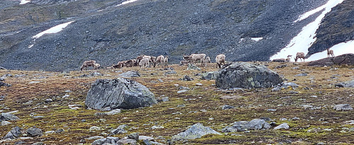 Mye rein Leirvassbu-området