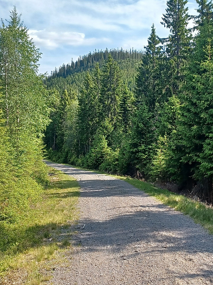 Sikt mot Bukkehøgda, en del av Skotjernfjell